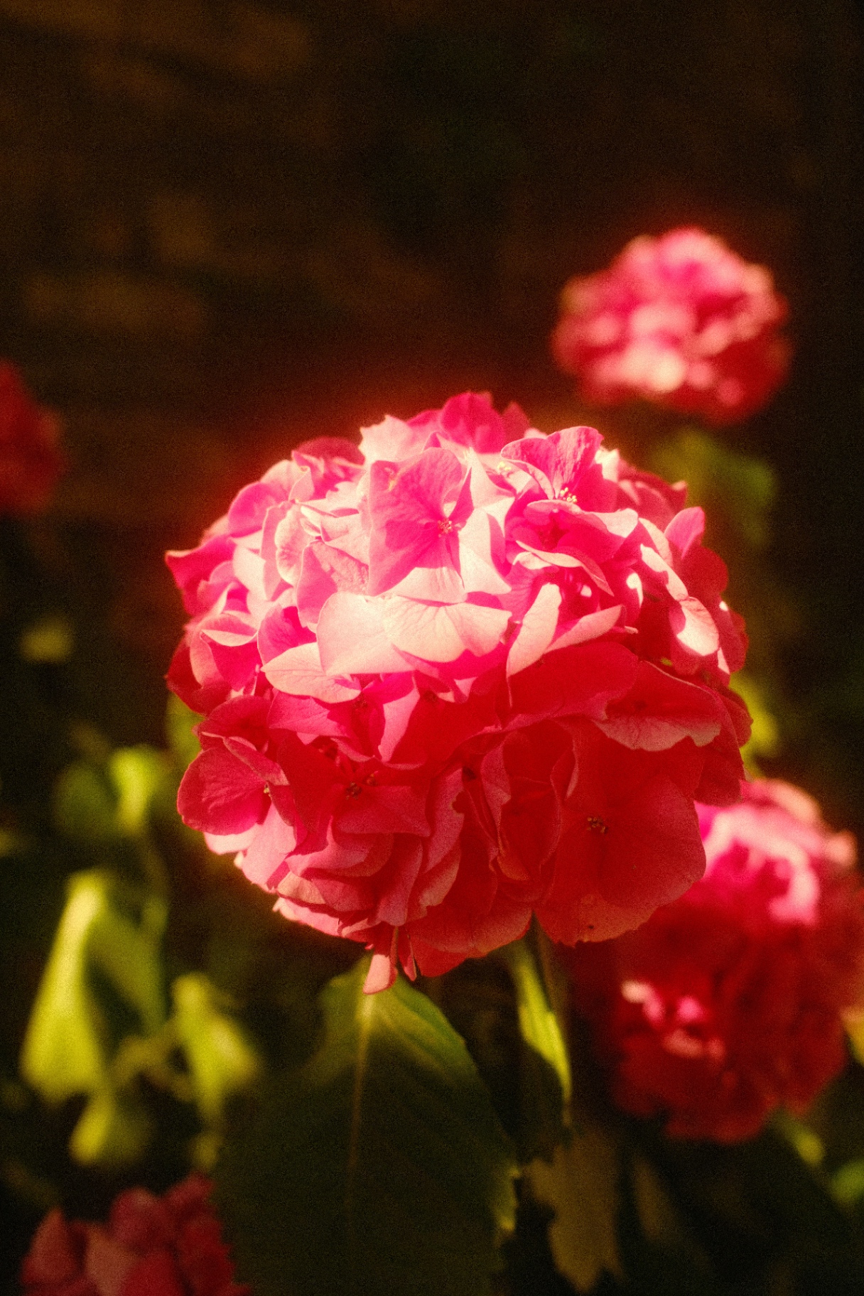 Pink hydrangea bloom lit warm against a dark garden background